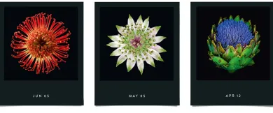 Jahreskalender Flamboyant Flowers