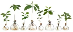 Keimglas Ilex