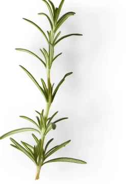 Nachfüller zu Naturseife Soeder