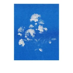 Postkarten-Set Riso