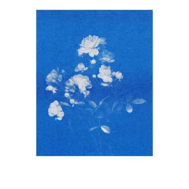 Postkarten-Set Riso
