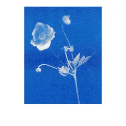 Postkarten-Set Riso